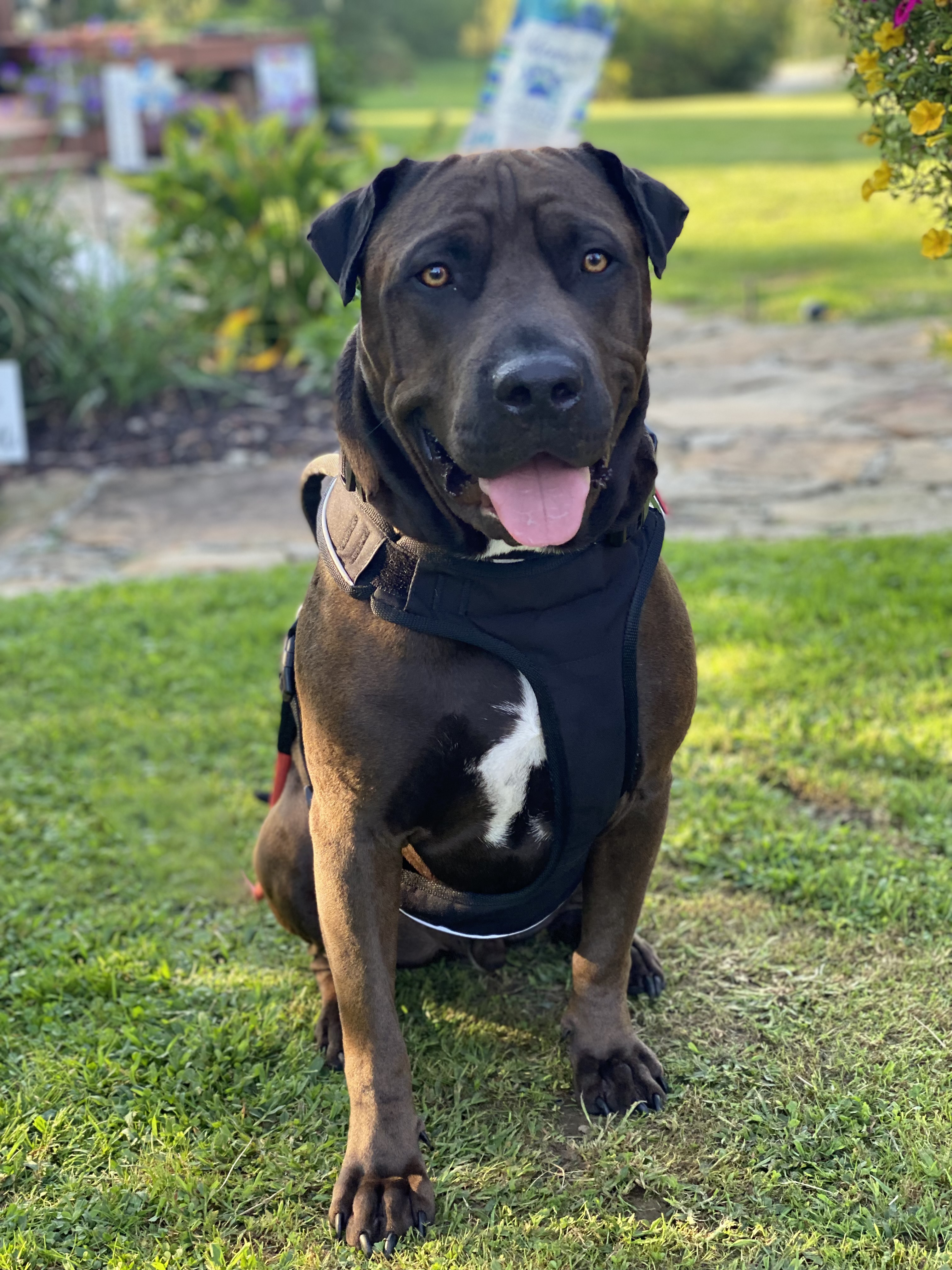 Brutus, Therapy Dog